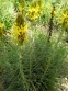 Асфоделина желтая (Asphodeline lutea) - 6