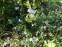Руэллия приземистая, или низкая (Ruellia humilis) - 3
