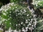 Гвоздика песчаная (Dianthus arenarius) - 3
