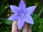 Ширококолокольчик крупноцветковый "Fuji Blue", "Fuji Pink", или Платикодон (Platycodon grandiflorus "Fuji Blue", "Fuji Pink") - 1