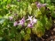 Горянка крупноцветковая "Лилафея" (Epimedium grandiflorum "Lilafea") - 1
