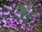 Гвоздика короткостебельная (Dianthus subacaulis) - 3
