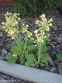 Первоцвет высокий (Primula elatior) - 1