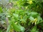 Увулярия крупноцветковая (Uvularia grandiflora) - 6