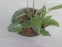 Ледебурия черешковая (Ledebouria petiolata) - 2