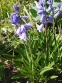 Гиацинтоид испанский "Блю" (Hyacinthoides hispanica "Blue") - 2