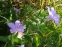 Руэллия приземистая, или низкая (Ruellia humilis) - 7