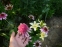Эхинацея пурпурная "Раззматазз" (Echinacea purpurea "Razzmatazz") - 7