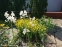 Лилия белая (Lilium candidum) - 2
