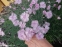 Гвоздика сизая "Басс Пинк" (Dianthus gratianopolitanus "Bath's Pink") - 5