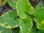 Бруннера крупнолистная "Хадспен Крим" (Вrunnera macrophylla "Hadspen Cream") - 3