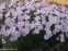Гвоздика сизая "Басс Пинк" (Dianthus gratianopolitanus "Bath's Pink") - 2