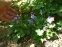 Аквилегия вееровидная "Мини-Стар" (Aquilegia flabellata "Міні-Star") - 4