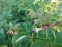 Пион "Пастелорама" (Paeonia "Pastelorama") - 15