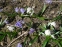 Пролеска двулистная ф. альба (Scilla bifolia f. alba) - 5