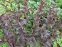 Вербейник реснитчатый "Файркрекер" (Lysimachia ciliata "Fireсraker") - 2
