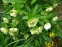 Морозник гибридный "Харвингтон Дабл Вайт Спеклед" (Helleborus x hybridus "Harvington Double White Speckled") - 5