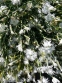 Гвоздика песчаная (Dianthus arenarius) - 6