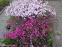 Гвоздика сизая "Басс Пинк" (Dianthus gratianopolitanus "Bath's Pink") - 10