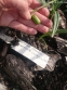 Подснежник складчатый (Galanthus plicatus) - 3