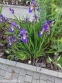 Півники різнобарвні "Кларет Кап" (Iris versicolor "Claret Cup") - 1