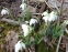 Подснежник белоснежный "Флоре Плено" (Galanthus nivalis "Flore Pleno") - 5