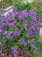 Герань великолепная "Роземор" (Geranium x magnificum "Rosemoor") - 2