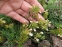 Дубровник горный (Teucrium montanum) - 1