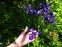 Півники різнобарвні "Кларет Кап" (Iris versicolor "Claret Cup") - 2