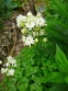 Аквилегия обыкновенная "Клементин Вайт" (Aquilegia vulgaris "Clementine White") - 3