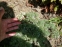 Полынь холодная (Artemisia frigida Willd.) - 5
