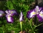 Ирис мечевидный "Ред Репитер" (Iris ensata "Red Repeater") - 6