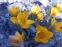 Крокус золотистый "Дороти" (Crocus chrysanthus "Dorothy") - 4