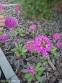 Первоцвет мелкозубчатый "Кашмериана" (Primula denticulata "Cashmeriana") - 3