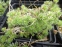 Крупка кавказская (Draba bruniifolia) - 2