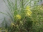 Лук желтый (Allium flavum) - 2