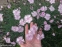 Гвоздика сизая "Басс Пинк" (Dianthus gratianopolitanus "Bath's Pink") - 1