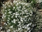 Гвоздика песчаная (Dianthus arenarius) - 5