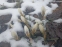 Крокус золотистый "Сноу Бантин" (Crocus chrysanthus"Snow Bunting") - 3
