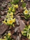 Первоцвет высокий "Лютеа" (Primula elatior "Lutea") - 4