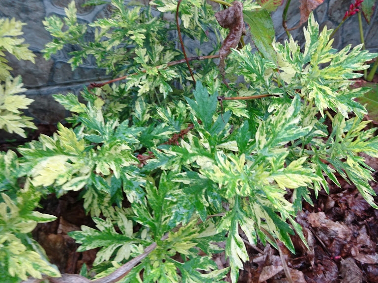 Полин звичайний "Жанлім" (Artemisia vulgaris "Janlim") - 2