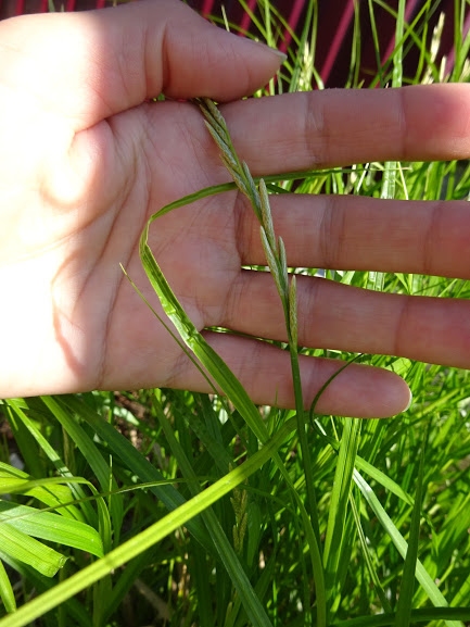 Осока пальмолиста (Carex muskingumensis) - 3