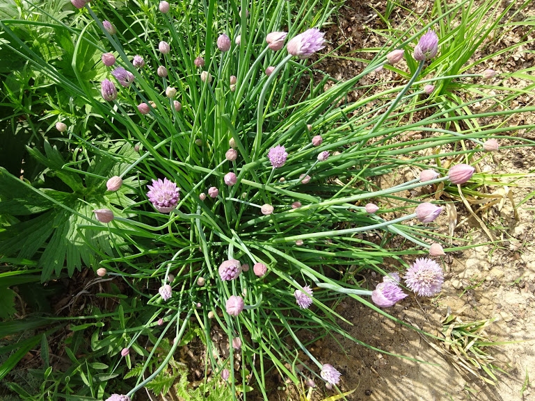 Цибуля-трибулька (Allium schoenoprasum) - 4