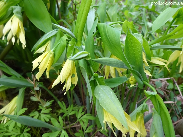 Увулярія великоквіткова (Uvularia grandiflora) - 3