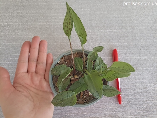 Ледебурія черешкова (Ledebouria petiolata) - 1