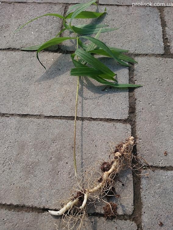 Купина кільчаста (Polygonatum verticillatum) - 2