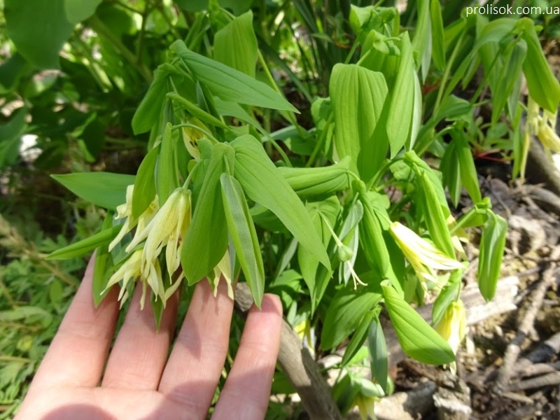 Увулярія великоквіткова (Uvularia grandiflora) - 4