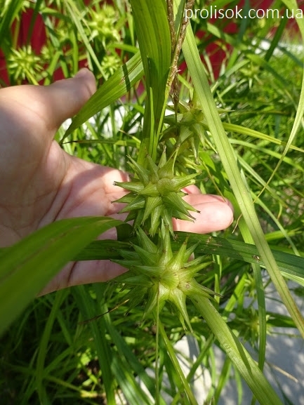 Осока Грея (Carex grayi) - 1