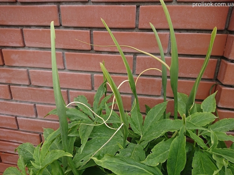 Пінеллія стопорозсічена (Pinellia pedatisecta) - 4