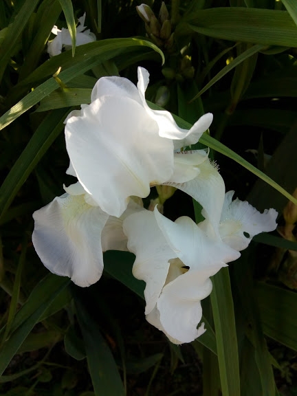 Півники бородаті карликові білі (Iris pumila) - 1